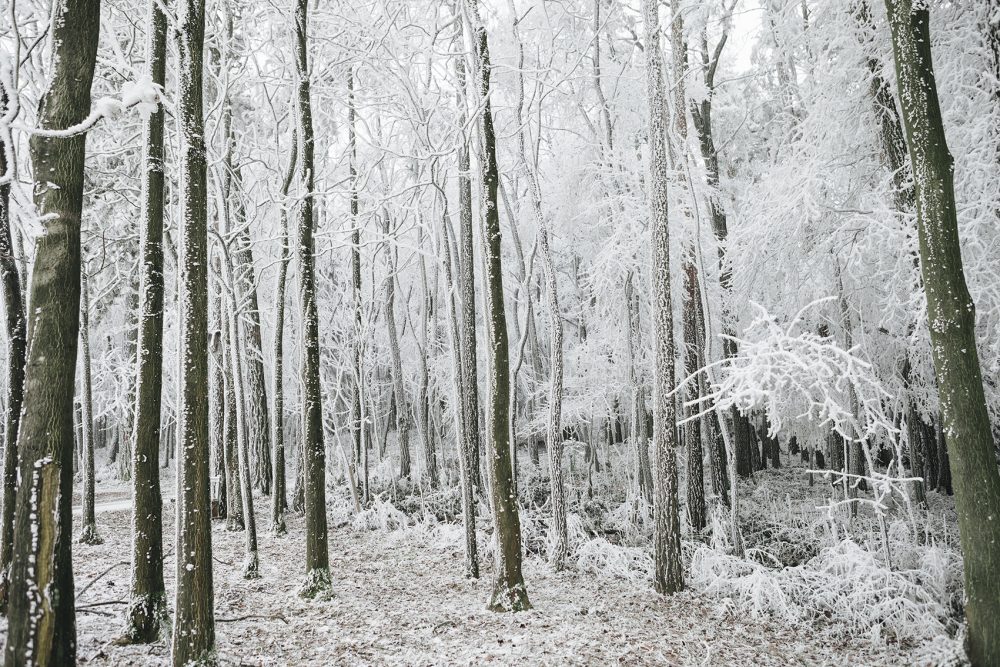 Frostige Baumstaemme in Theyern