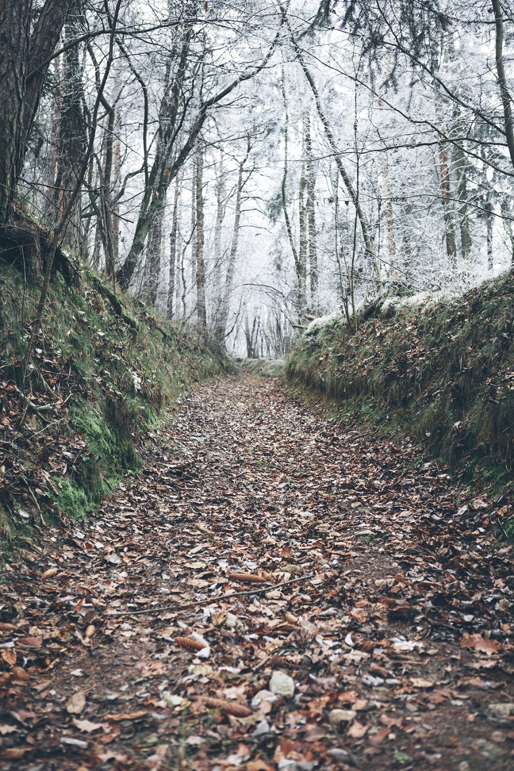 Waldweg Theyern