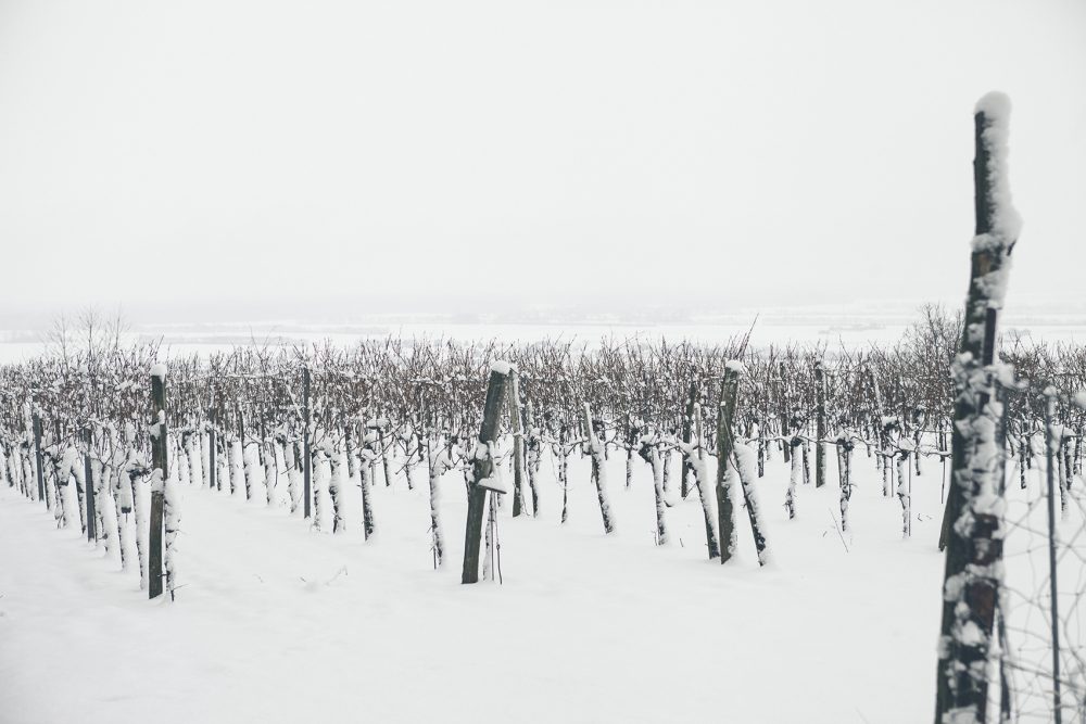 Verschneite Weinberge