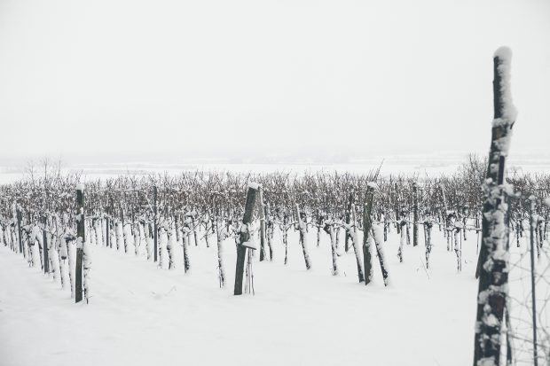 Verschneite Weinberge